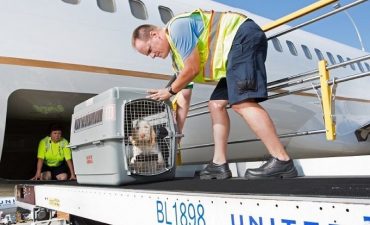 Image of load animals on board the aircraft just before takeoff