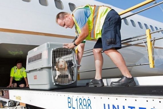 Image of load animals on board the aircraft just before takeoff