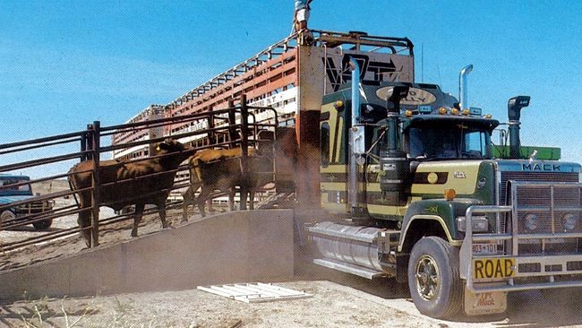 Group of Cows walking into the tranporting truck.