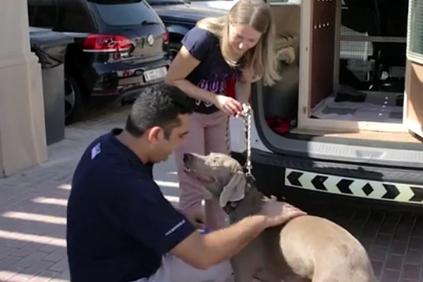 Image of A young couple Get Ready their Pet For Transporting into the new place.