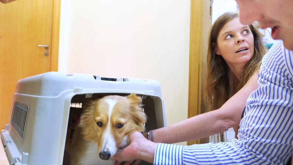 Image showing the dog owners trying to comfort their dog which was inside the crate.