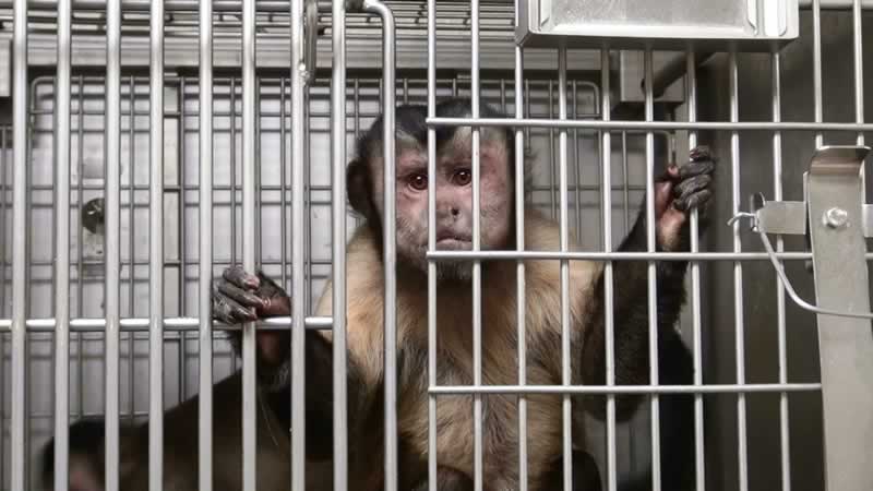 Image Showing Poor Monkey Staying in the cage.