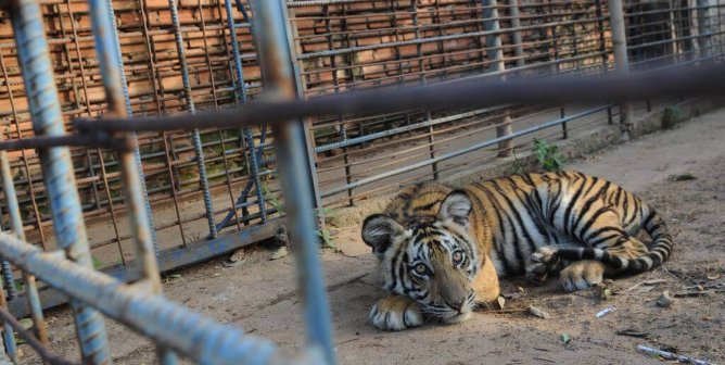 An Image of Sad tiger starring from the cage in the dream of freedom.