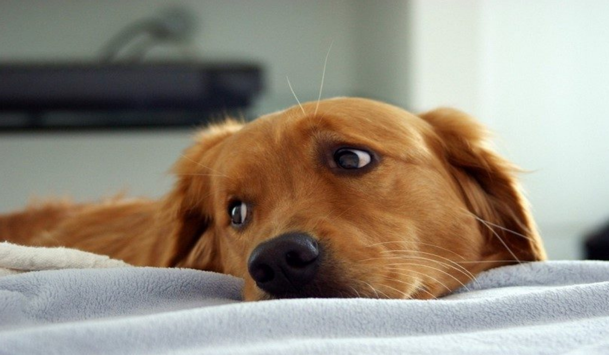 Image showing a cute dog lying on a bed and starring somewhere.