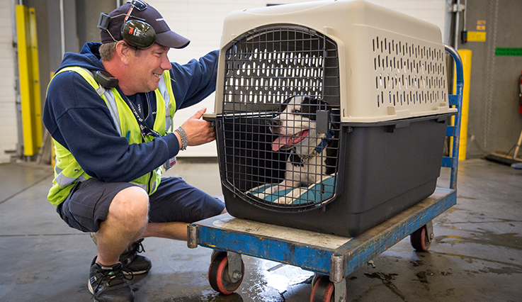 An Image of a man starring the dog which was inside the crate.