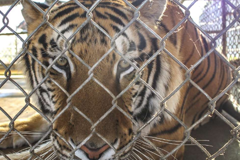 A Close-up view of bengal tiger in cage.