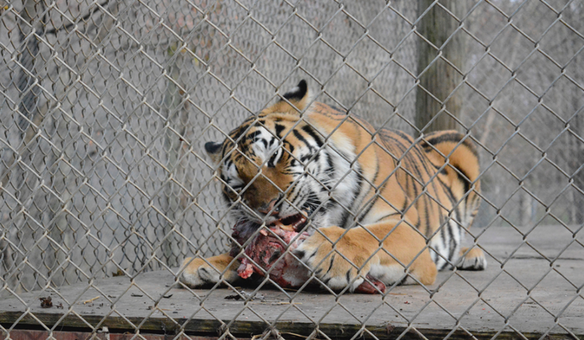 Image showing a tiger licking his legs when kept inside the cage.