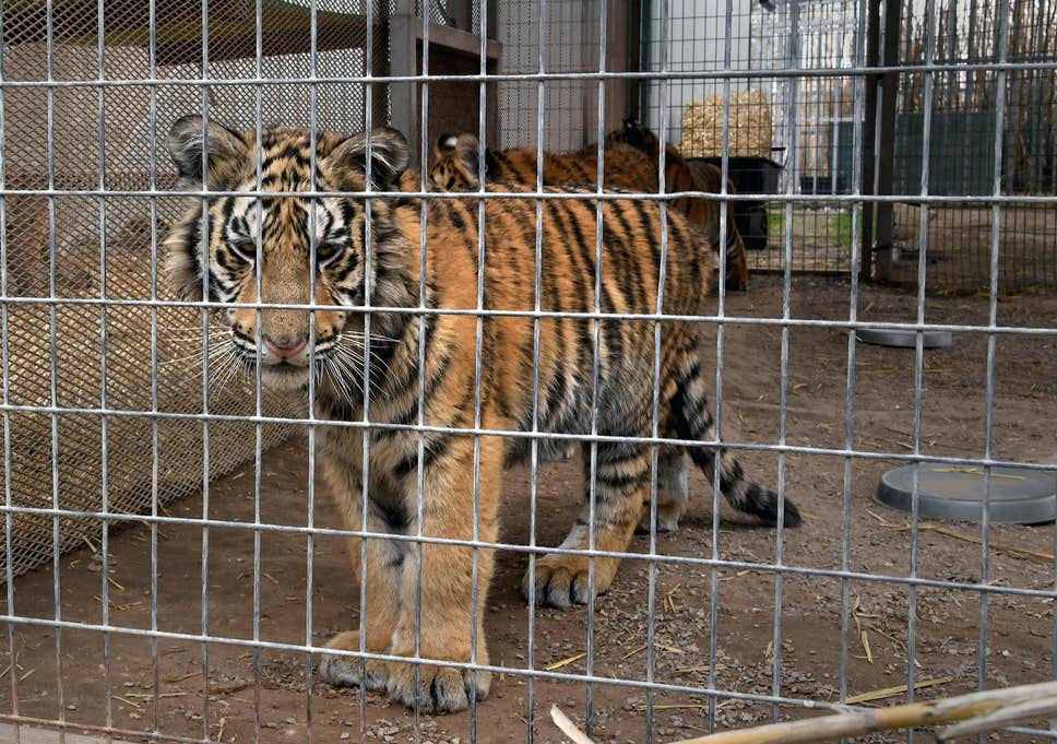 Image Showing A Tiger Held captive in a cage at the zoo.