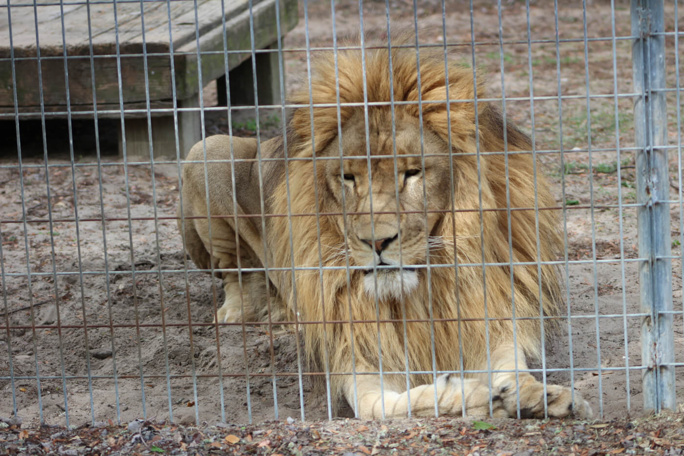 An Image of Brave Lion sitting and staring from the cage.