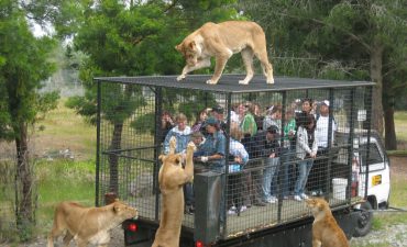 Wildlife Zoo -where humans are locked up into the cage.