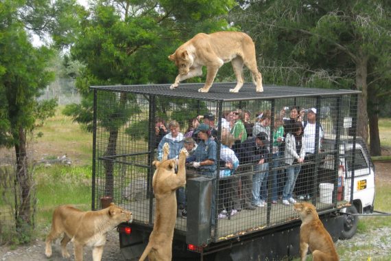 Wildlife Zoo -where humans are locked up into the cage.