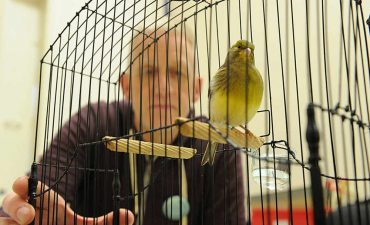 An Image showing a singing bird when kept in cage by its owner.