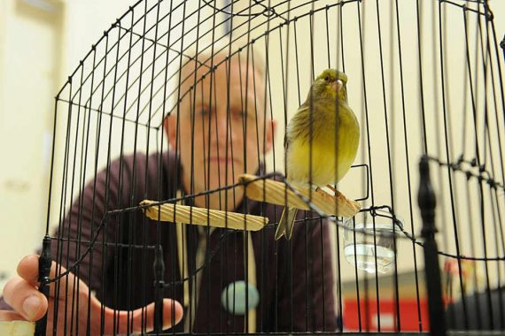 An Image showing a singing bird when kept in cage by its owner.