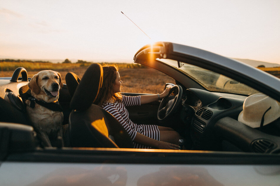 Image of a golden retriever travelling in a car.