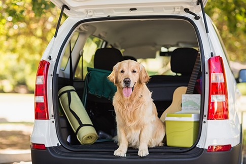 An Image of Golden retriever dog sitting in car trunk with luggage for trip.