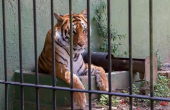 Image of a bengal tiger starring outside from the cage.