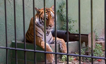 Image of a bengal tiger starring outside from the cage.