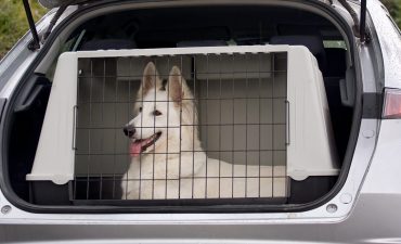 Image Showing a dog inside a crate that ready for transportation.