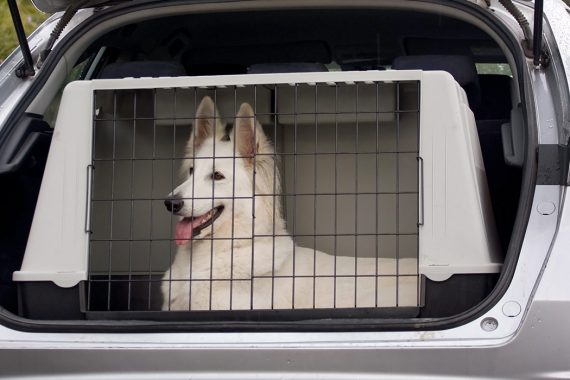 Image Showing a dog inside a crate that ready for transportation.
