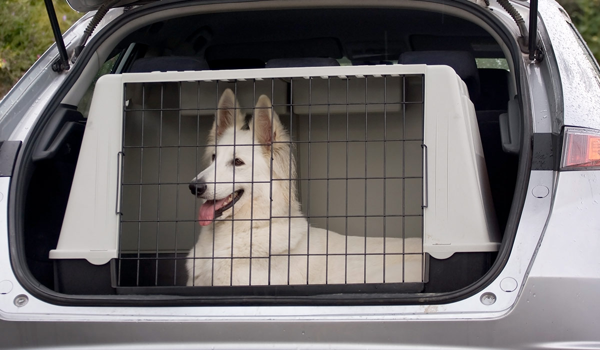 Image Showing a dog inside a crate that ready for transportation.