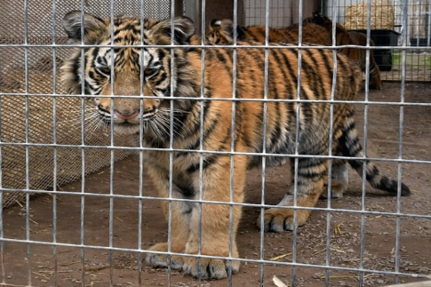 An Image of tiger looking sad inside the cage.