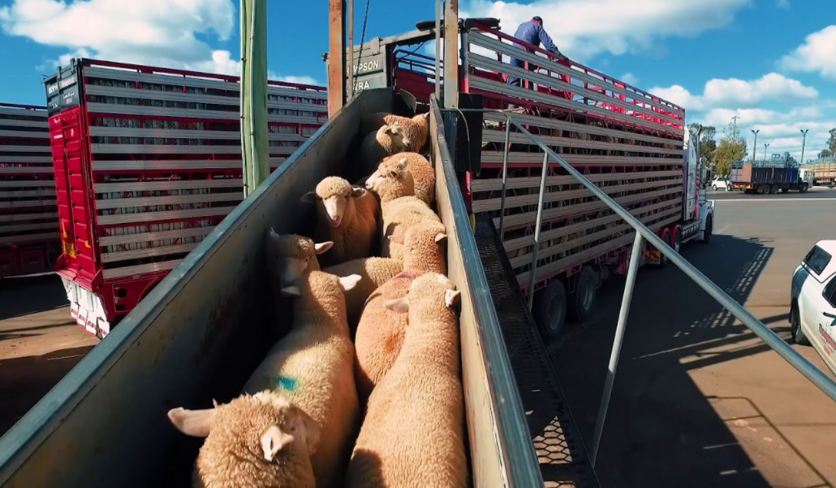 Flock of mountain sheeps walking into the truck.