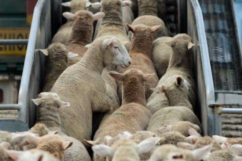 Image Showing Sheeps gathering for transportation.