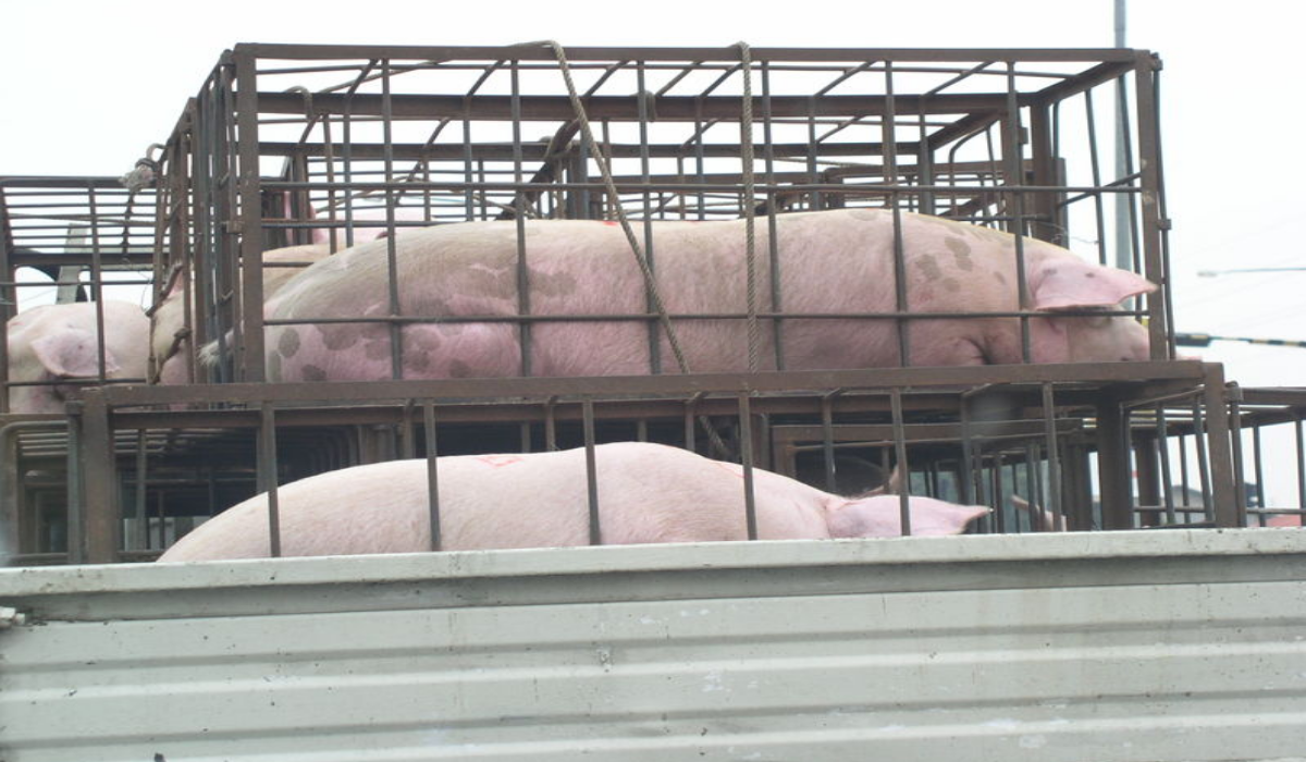 Image Represents the pig transportation concept.