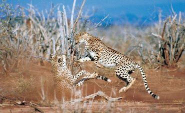 Image Showing Cheetahs - Fastest land animal.
