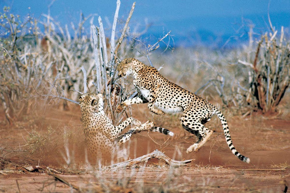 Image Showing Cheetahs - Fastest land animal.