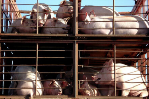 Image Showing pigs staying in the cages during travel.